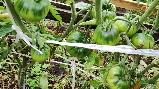 Обзор томатов из серии- Гном томатный .Открытый грунт