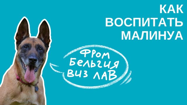 Как воспитать малинуа