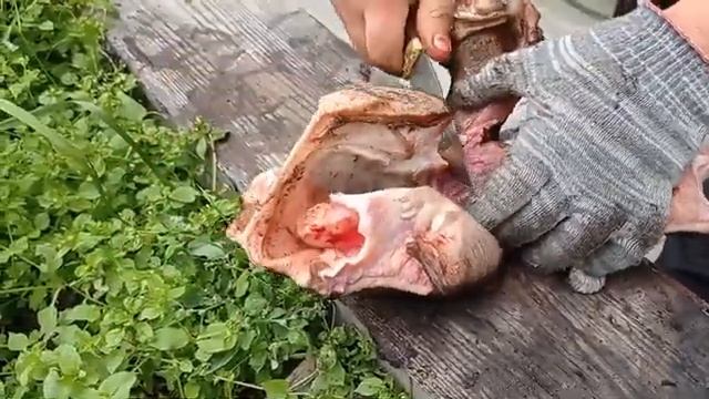 ГУБА ЛОСЯ| ДЕЛИКАТЕС, КОТОРОМУ НЕТ РАВНЫХ| Процесс приготовления.