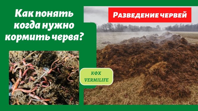 Как понять когда нужно кормить червя? Чем мы кормим червя и как часто. Разведение червя.