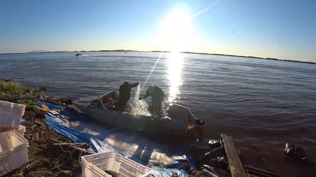 АБОРИГЕНКА. ЗАЕЗДКАМИ НА АМУРСКОМ ЛИМАНЕ ПЕРЕКРЫЛИ НАМ РЫБУ. ОСЕННЯЯ ПУТИНА 2020. РЫБЫ НЕТ