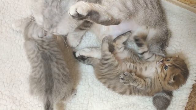 Рыжий вислоухий котенок Карамель Как растет и меняется от 0-3 месяца