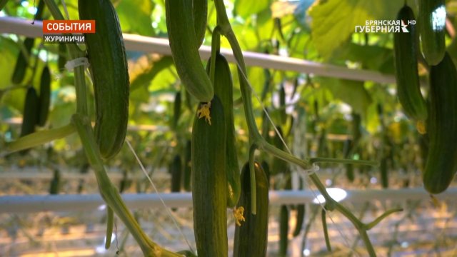 Тепличный комбинат в брянских Журиничах планирует увеличить производство овощей в шесть раз