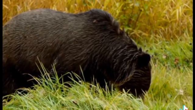 сибирский бурый медведь 🐻 против гризли 🐻