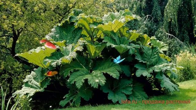 Гуннера обыкновенный (gunnera manicata) ? обыкновенный гуннера обзор: как сажать, саженцы гуннеры