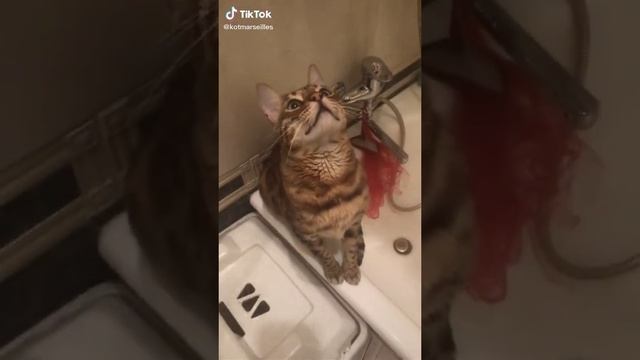 Веселый Кот (Кот Марсель)