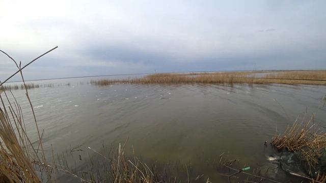 #Уелги БЕШЕНЫЙ ЖОР КАРАСЯ ПЕРЕД ИКРОМЕТОМ! РЫБА СОБРАЛАСЬ К НАМ СО ВСЕГО ОЗЕРА! РЫБАЛКА НА УРАЛЕ!