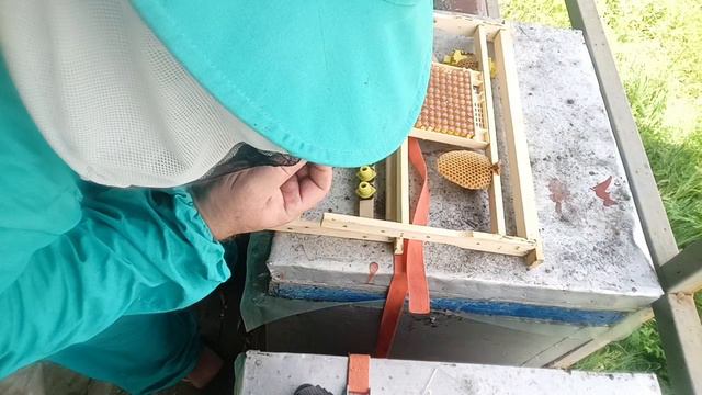 сот никот. результат приёма личинок.