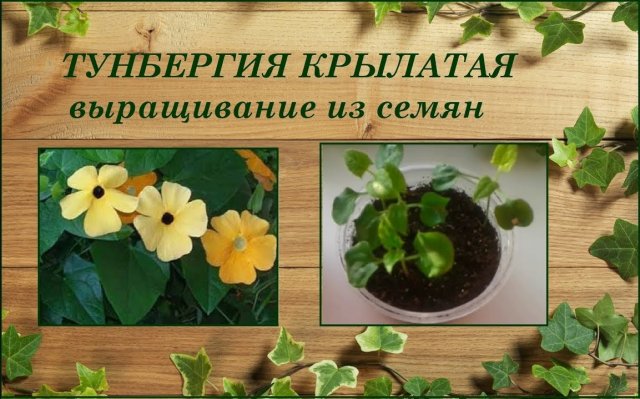Тунбергия крылатая выращивание из семян