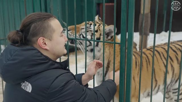 САМЫЙ ГИГАНТСКИЙ ТИГР НА ПЛАНЕТЕ... Дом Тигра