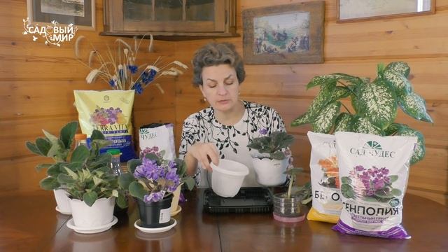 Как пересадить фиалку или сенполию  в другой горшок. Какой грунт выбрать?