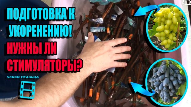УКОРЕНИТЕЛИ ЧЕРЕНКОВ. КАК ПОДГОТОВИТЬ ЧЕРЕНКИ ВИНОГРАДА К УКОРЕНЕНИЮ? СЕВЕРНЫЙ ВИНОГРАДНИК 22-6