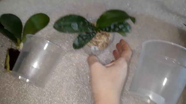 Как подобрать горшок для орхидей