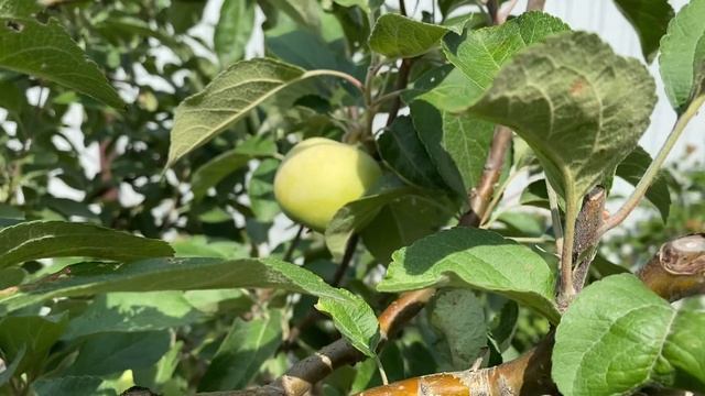Яблоня Конфетное??. Летний сорт. Стоит ли сажать?