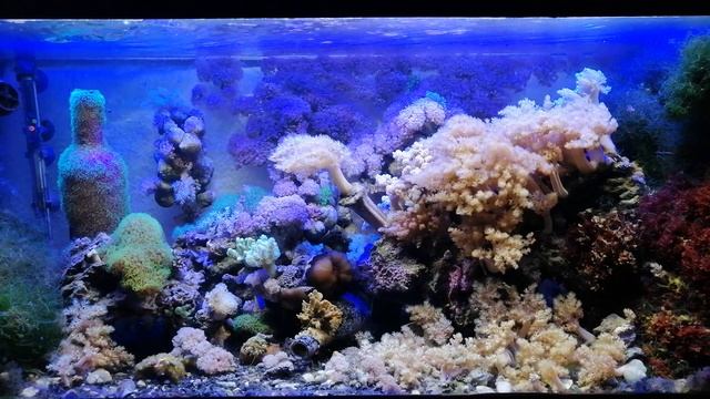 Еще раз о важности контроля солености в морском аквариуме