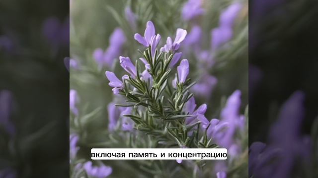 Розмарин специя и полезное растение. Для чего используют розмарин