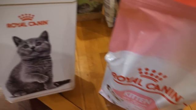 Уборка у шиншилл. Вредные котята