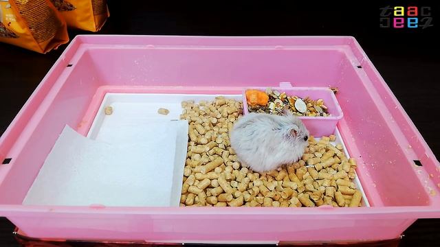 ВСЯ ПРАВДА О ХОМЯКАХ. 8 Недостатков Содержание Хомяка В Домашних Условиях. Большие Минусы Грызунов.