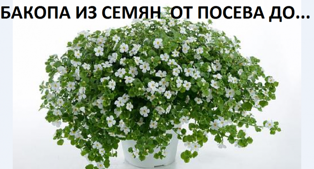 Бакопа от А до Я