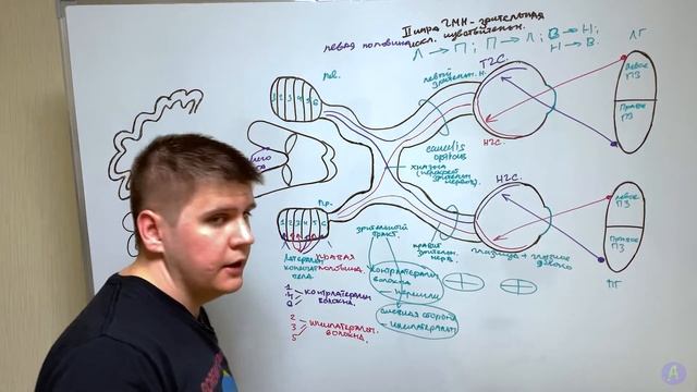 Зрительный нерв - 2 пара черепных нервов / Неврология