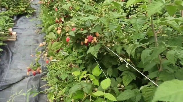 Ремонтантная малина "Малиновая гряда"! Красота! Омск, 12.08.2022г.