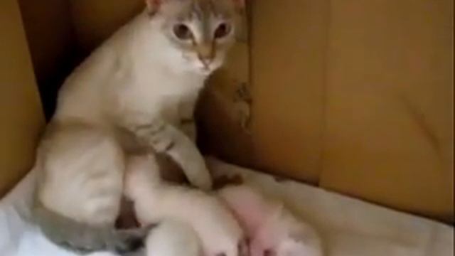 Животные разговаривают!~ Язык животных🐶🐱