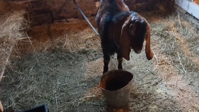 Какой породы козла выбрать/Какой козёл  не пахнет/Бывают ли козлы без запаха?