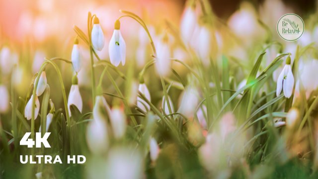 Успокаивающее видео | Весенние звуки природы | Щебет птиц | Медитация