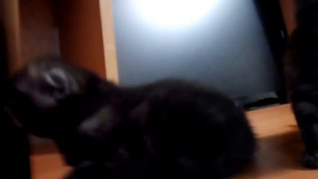 Котята Scottish Fold Шотландские вислоухие