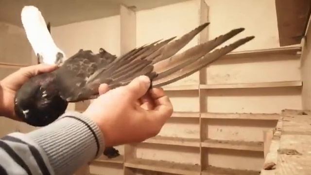 / ГОЛУБИ / СЕРПАСТЫЕ // ВЛАДИМИРА/ ПРИВЁЗ ГОЛУБЕЙ С РОСТОВСКОЙ ОБЛ. / 18.11.19.