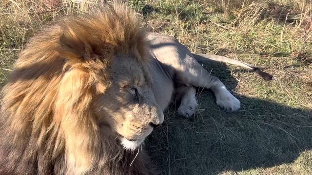 Львы собрались все вместе и ждут Леокадию с мясом, мне кажется что ЛЬВЫ УМНЕЕ некоторых ЛЮДЕЙ!