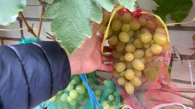 Виноград Продюсер в северном Подмосковье. Дюшес- вкус из детства