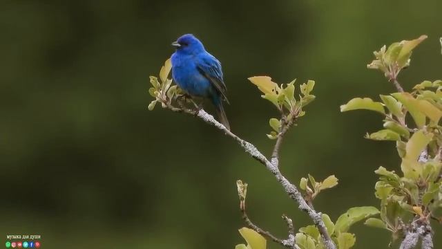 Самая красивая мелодия на свете!