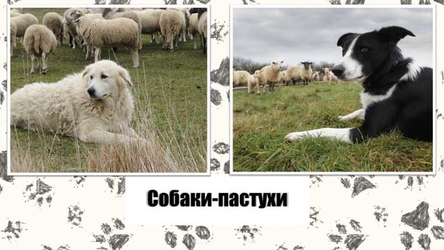 Четвероногие друзья