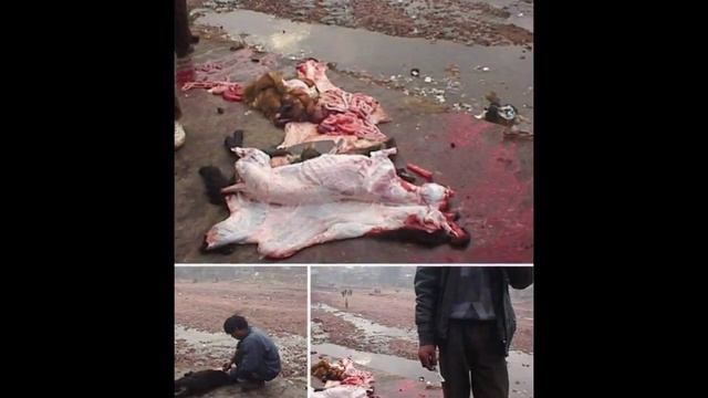 В КИТАЙСКИХ РЕСТОРАНАХ ЕДЯТ СОБАК