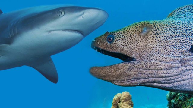 Мурены - прожорливые хищники морей! Мурена против акулы и осьминога! Интересные факты!