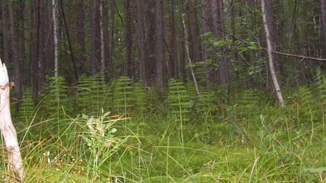 Магический лес  Программа исполнения желаний