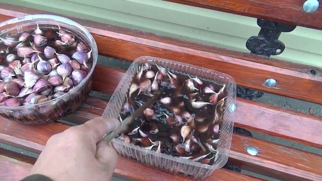 Посадка чеснока | новый сорт | обработка чеснока фитоспорином