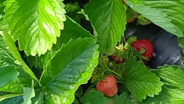 Фраголаура (Аура), Дели и Дали -как показали себя клубничные новинки в наших условиях.