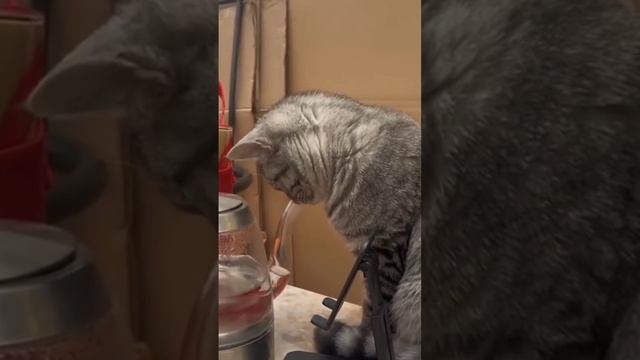 kedi