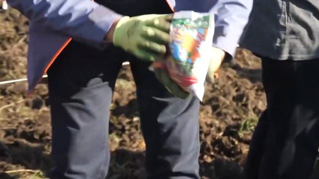 Как сажать смородину и крыжовник? На какую глубину, какие удобрения вносить?