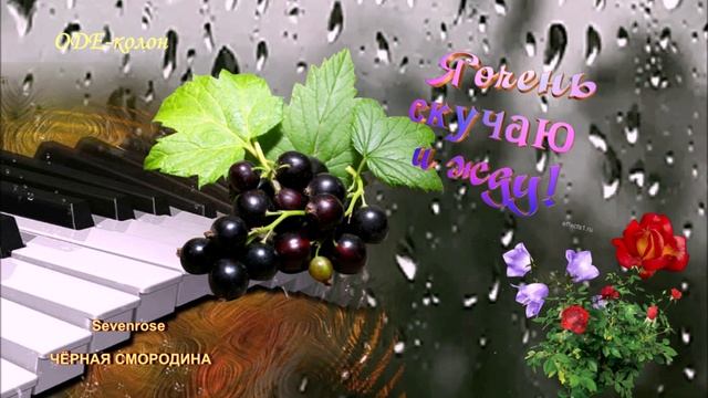 Sevenrose - Чёрная смородина