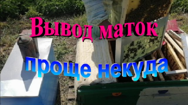 Вывод маток для собственной пасеки. Проще некуда.