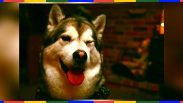 10 САМЫХ НЕВЕРОЯТНЫХ ОТНОШЕНИЙ ЧЕЛОВЕКА И ЖИВОТНОГО