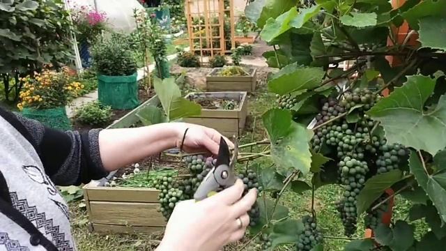 Уход за виноградом в августе. Чиканка. Сорт "Изабелла". Подмосковье.