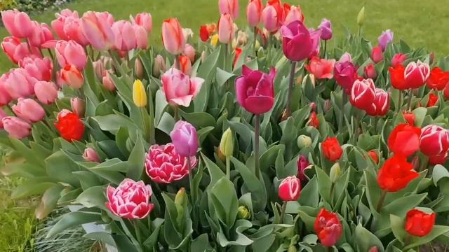 Посадила СОТНЮ ТЮЛЬПАНОВ в кашпо, и ВОТ ЧТО ПОЛУЧИЛОСЬ! Необычный способ ПОСАДКИ ТЮЛЬПАНОВ