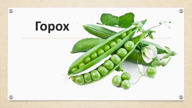 Презентация овощи