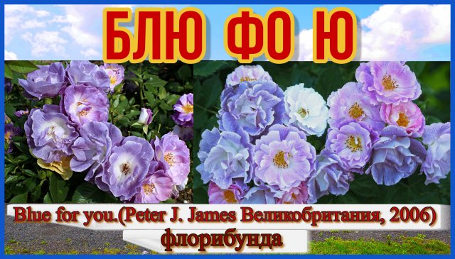 Роза Блю фо ю (Флорибунда) - Blue for you_(Peter J. James Великобритания, 2006)