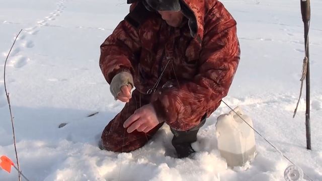 Крупная щука на жерлицы Ловля щуки зимой в заливах