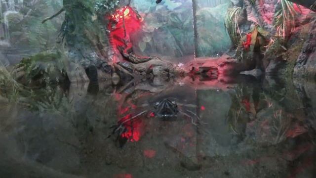 Океанариум Воронеж/Сити парк Град Воронеж/Семейка36